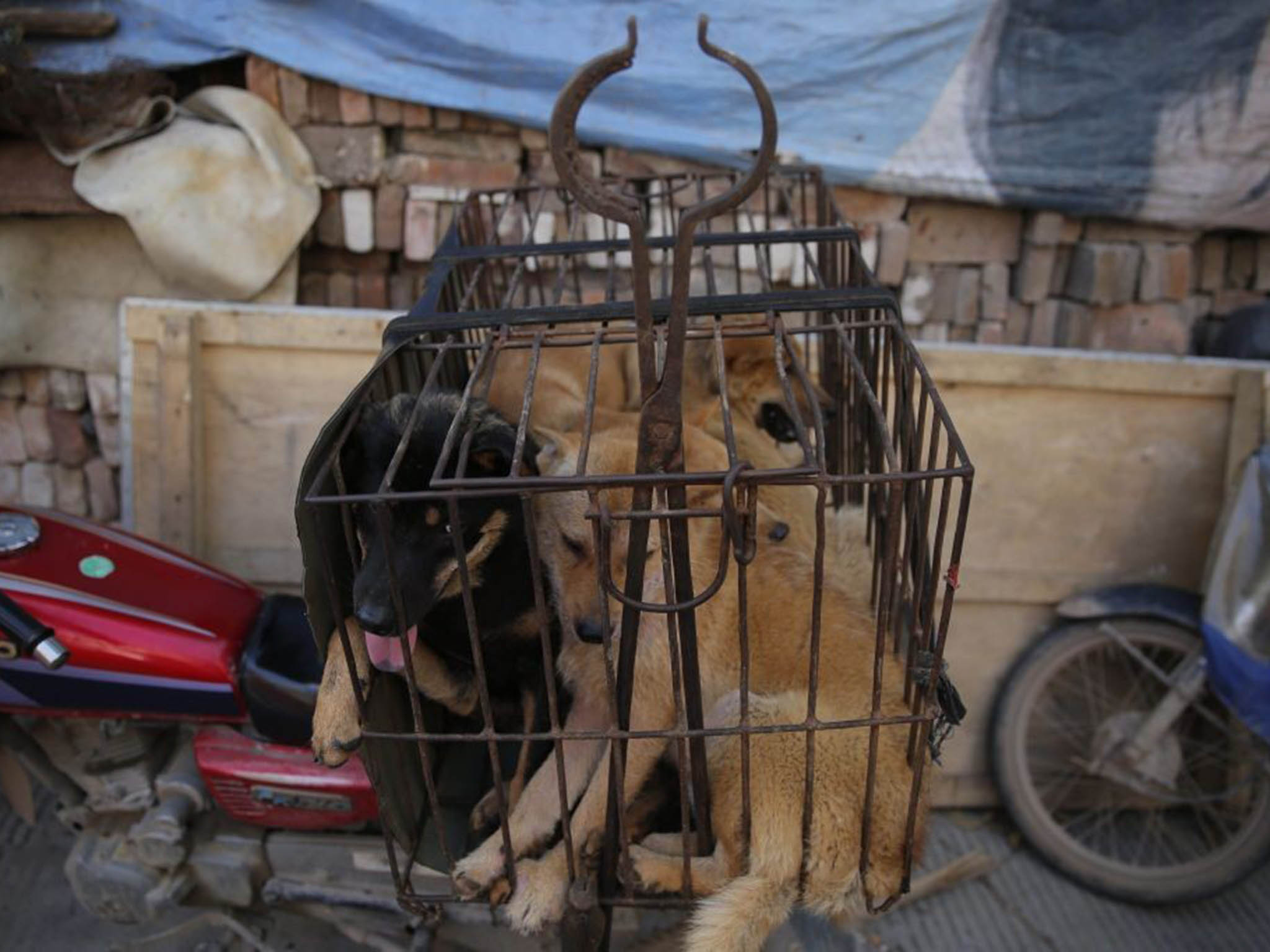 Yulin Dog Meat Festival 2016: 10,000 dogs to be killed and eaten at China's  annual food event | The Independent | The Independent