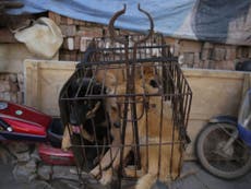 China calls dogs 'companions' removes from list of livestock 