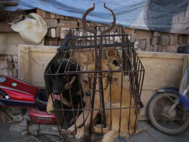Dogs in a cage for sale at a market in Yulin city, southern China's Guangxi province, 21 June 2016