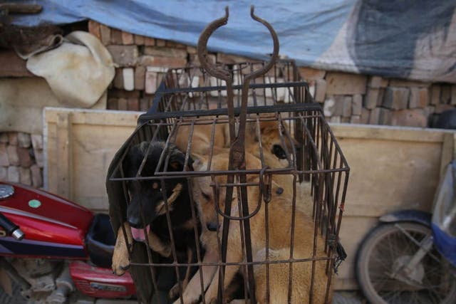Dogs in a cage for sale at a market in Yulin city, southern China's Guangxi province, 21 June 2016