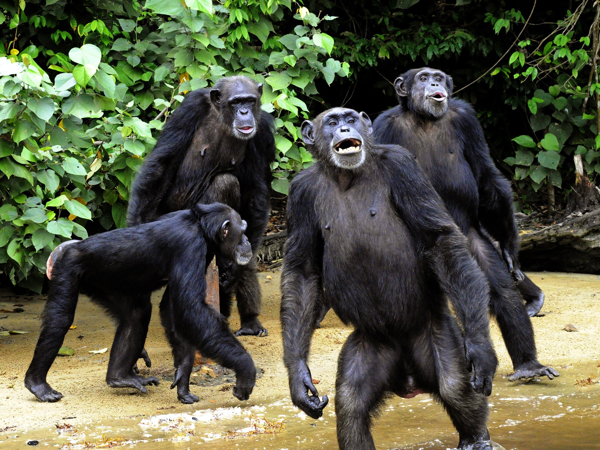 Chimps’ beds may be cleaner because they make them freshly in treetops each day