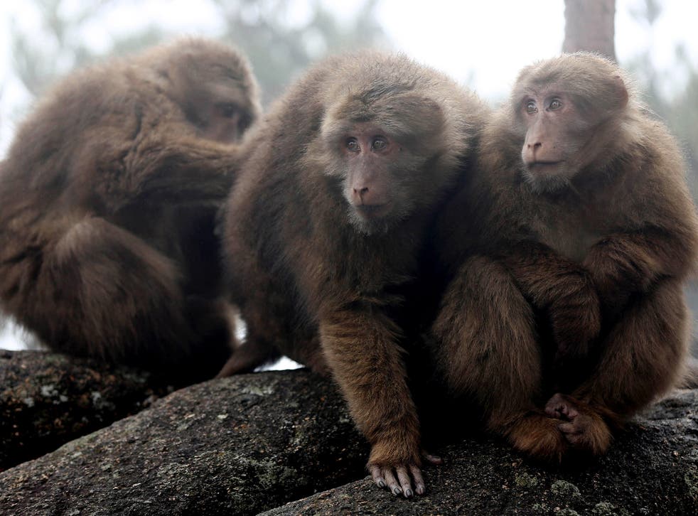 Three macaques play together in Lion Peak of Yellow Mountain, China