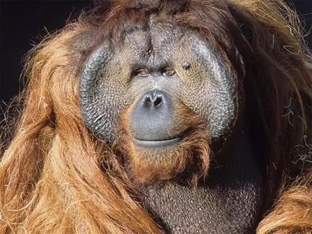 Orangutan Ken Allen gained many fans with his masterful escape acts