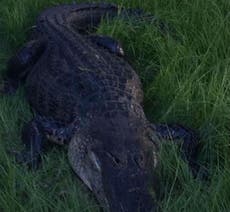 Florida alligator killed after biting man- week after toddler was snatched 