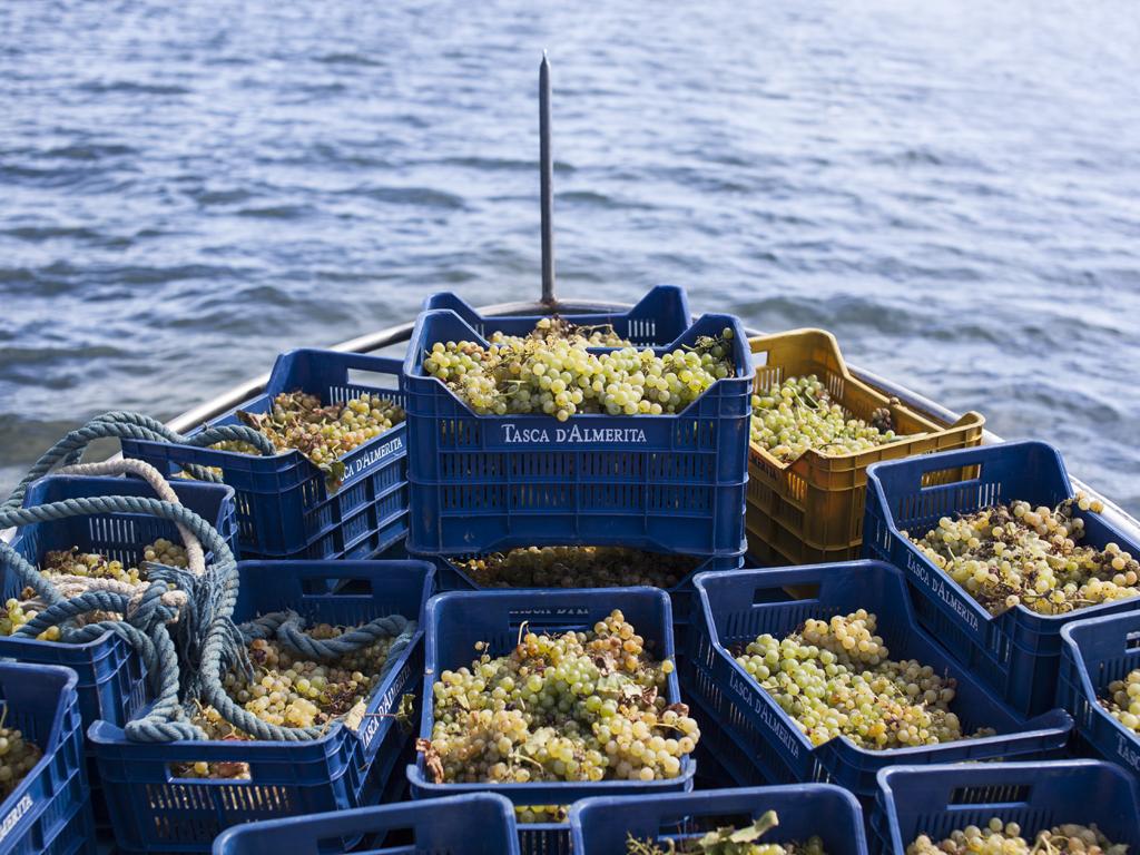 Mozia's grape harvest