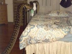 'Monster' python invades Queensland home in middle of the night