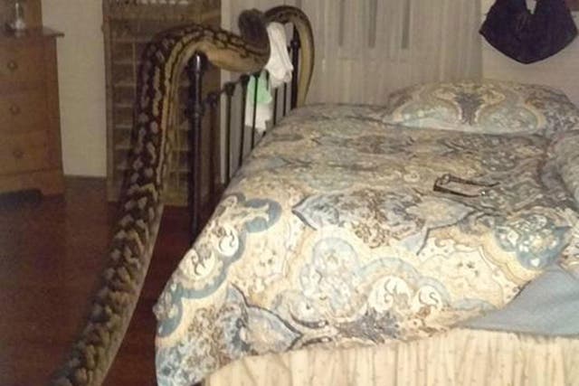 The snake rested across the bedroom, but was too large to be captured in one shot