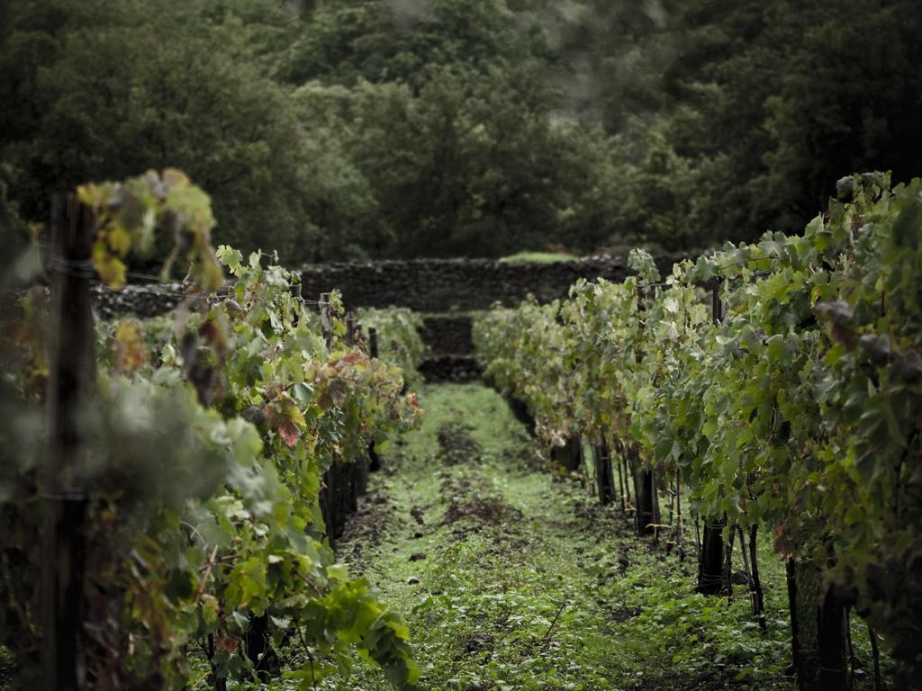 Tascante vineyards on the slopes of Mount Etna