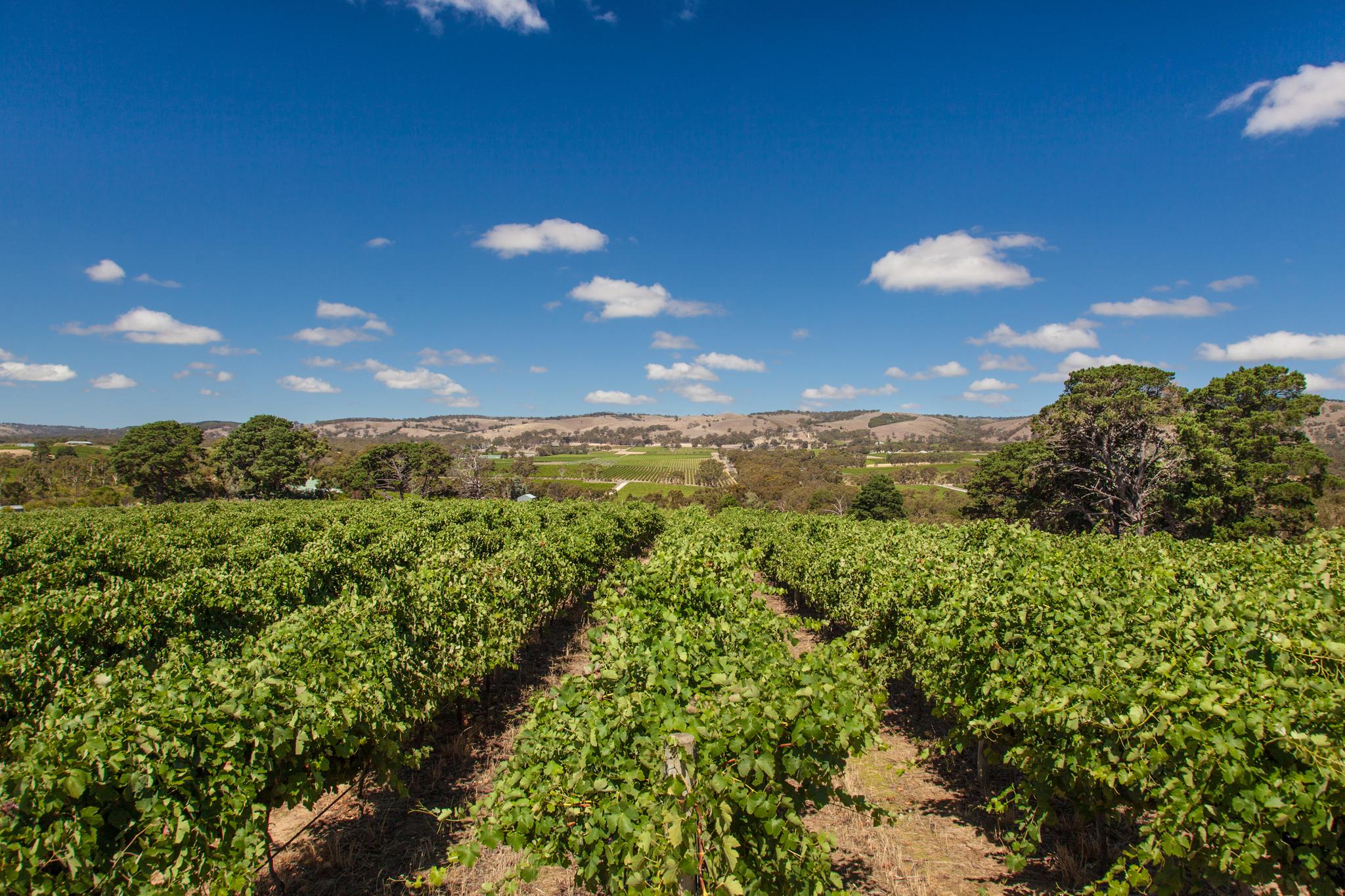 The vineyards of McLaren Vale