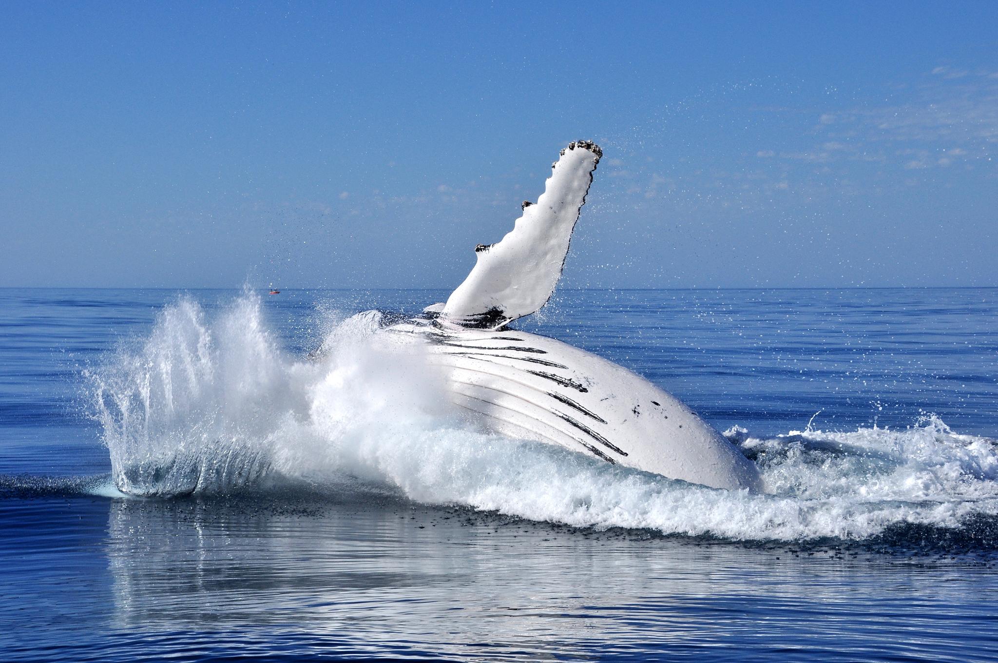 Snorkel with humpbacks in Western Australia