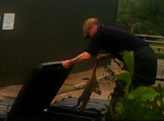 The man tosses the fox cub into a bin at South Herefordshire Hunt, which has now been closed