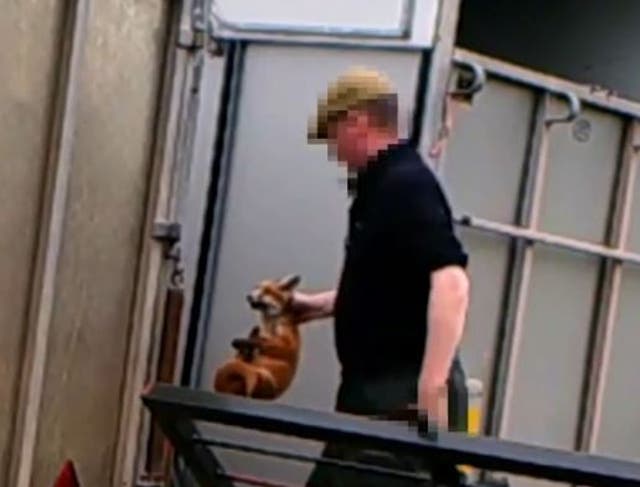 The footage, captured by the Hunt Investigation Team, shows a man appearing to take a young cub into a shed filled with hounds and then returning with its lifeless body