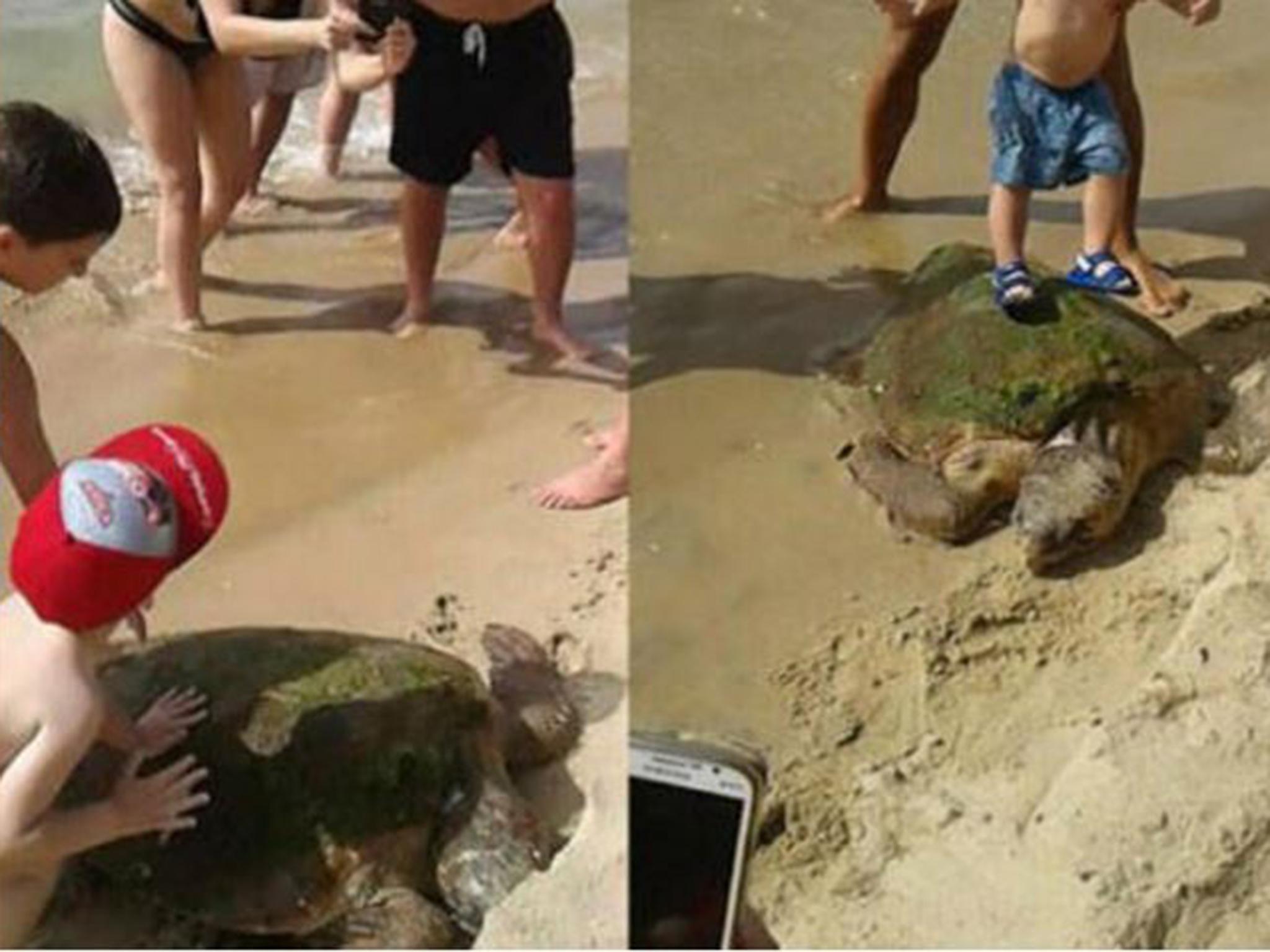 People posed standing on the sea turtle - causing head trauma