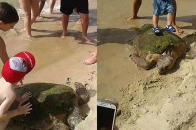 People posed standing on the sea turtle - causing head trauma