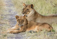Cecil the lion’s legacy: Zimbabwe’s Hwange National Park, one year on