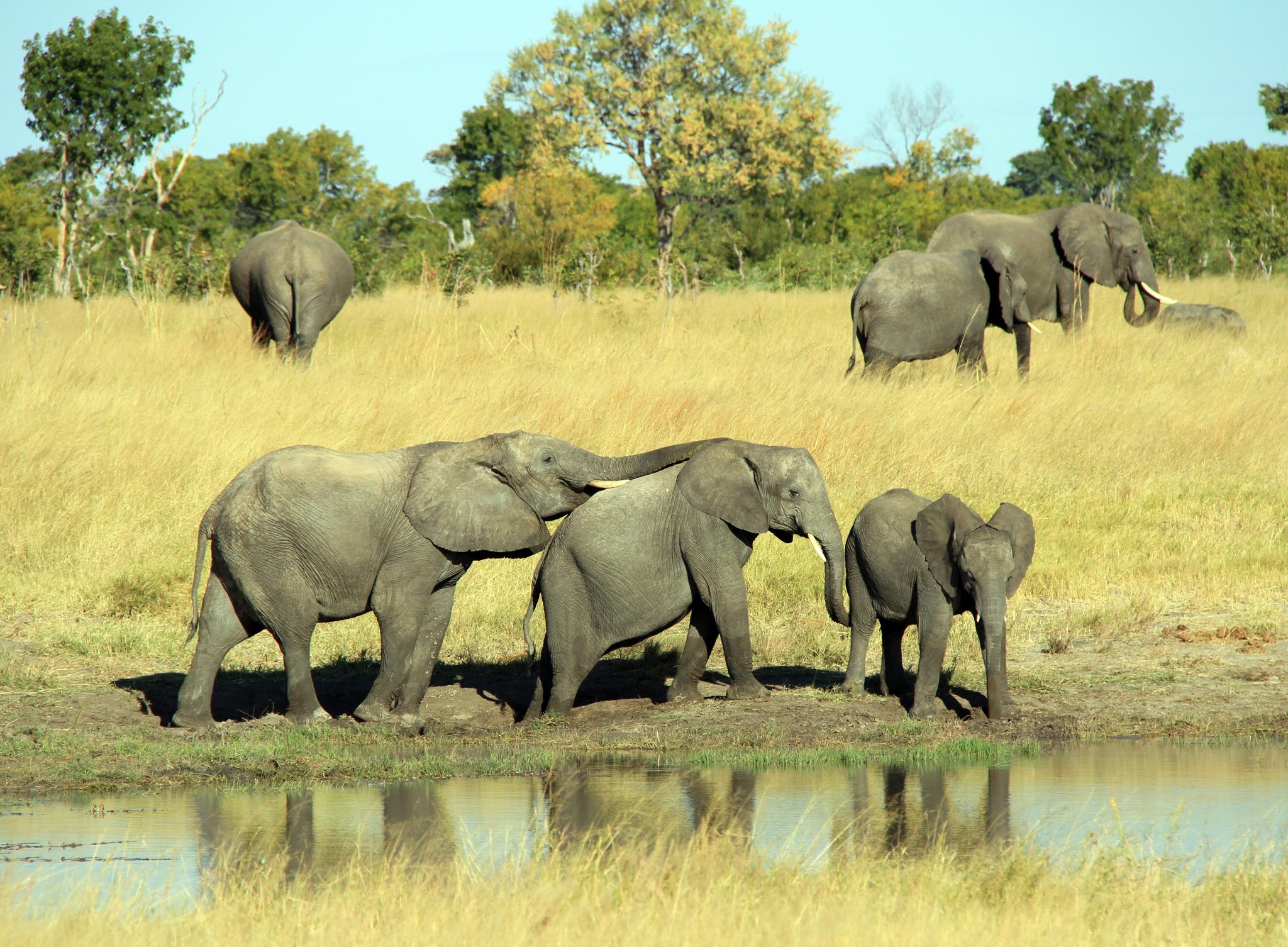 Cecil The Lion s Legacy Zimbabwe s Hwange National Park One Year On 