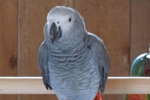 Authorities are studying the parrot’s words to determine whether it can be used as evidence