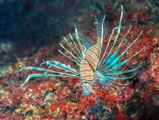 Beautiful, deadly lionfish invade Mediterranean as seas get warmer