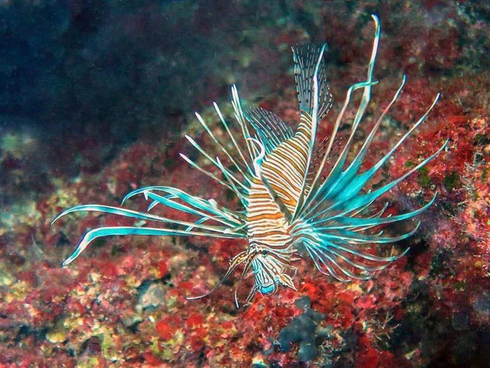 Beautiful, deadly lionfish invade Mediterranean as seas get warmer