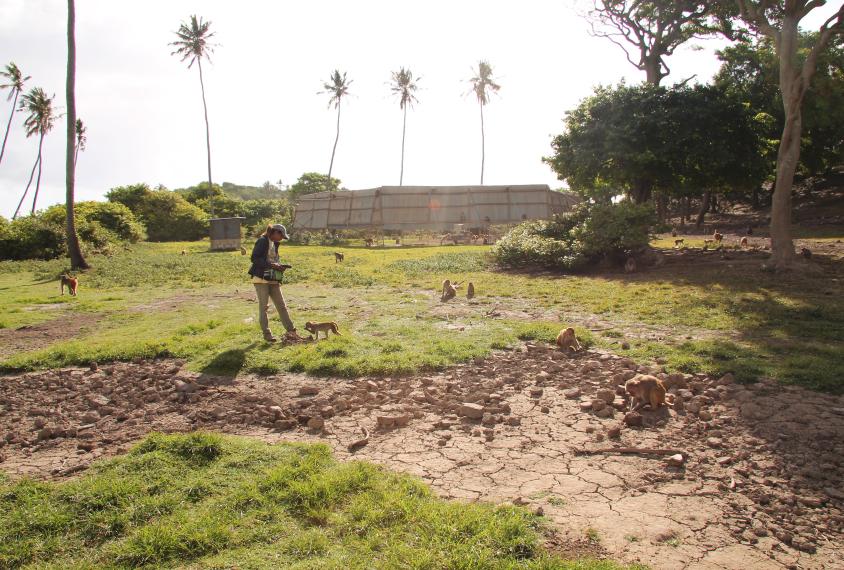 More than 1,500 feral macaques roam Cayo Santiago, creating a natural lab for social behavior.