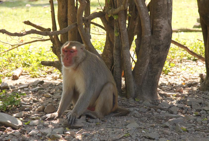 Some monkeys, like 41N here, follow unusual social patterns — and carry a gene variant linked to autism