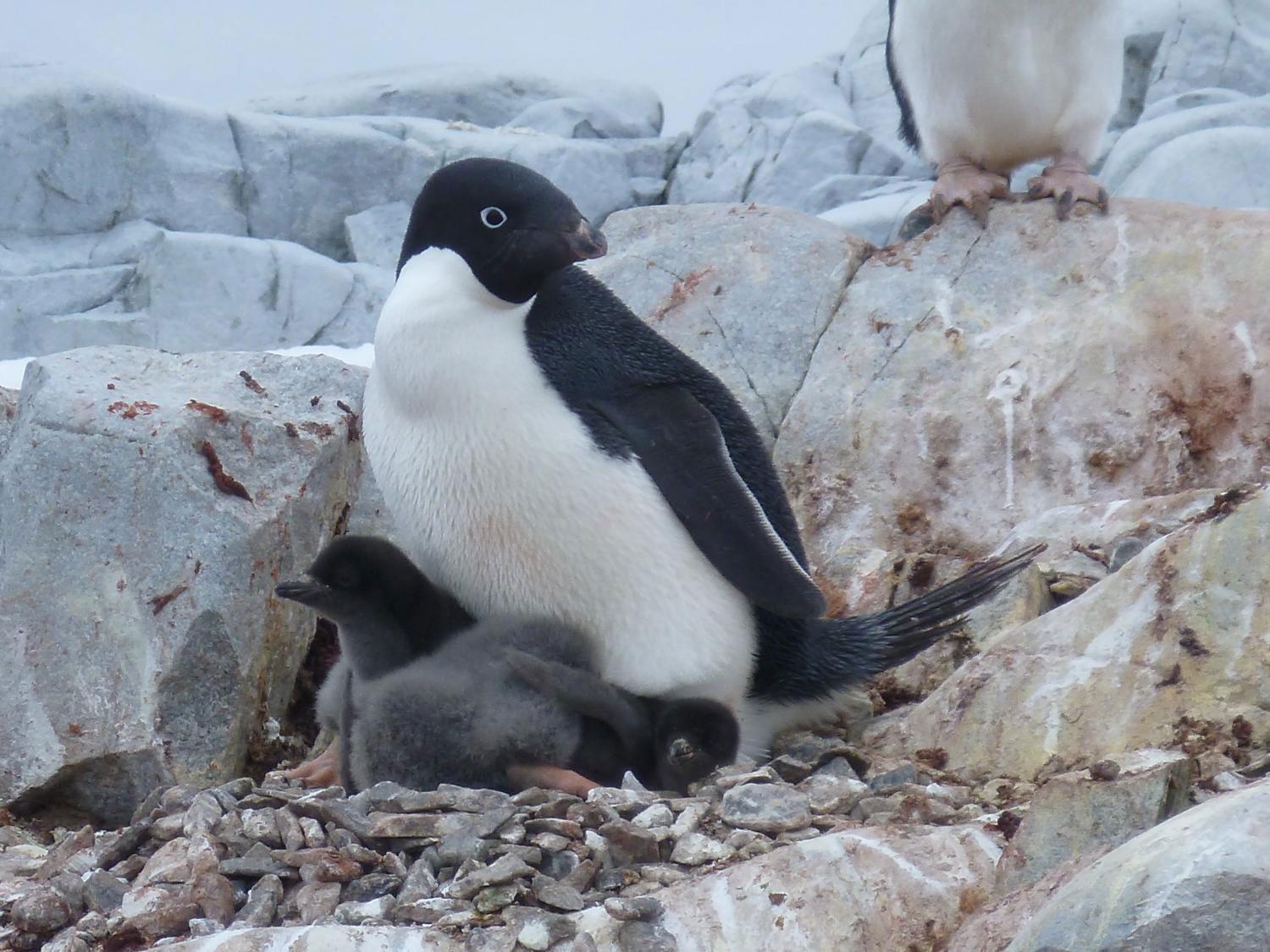 Rising sea surface temperatures mean Adélie penguins have difficulty rearing chicks