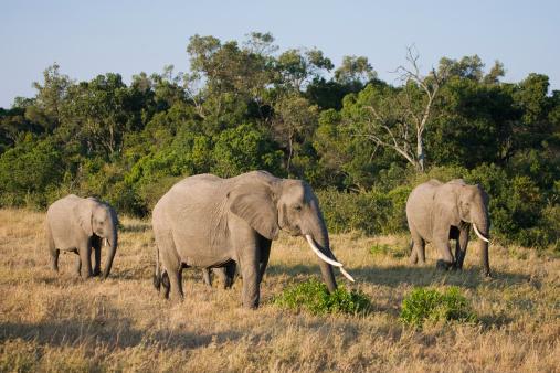 Family of African Bush Elephants in the Masai Mara, Kenya