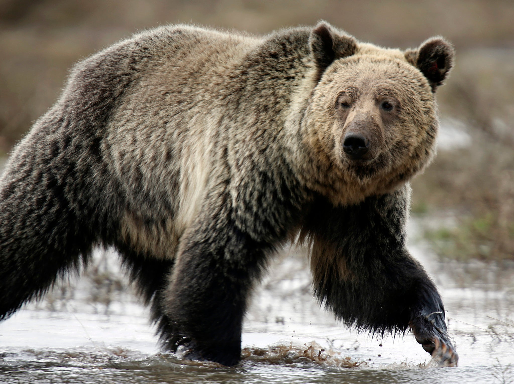 Grizzly Bears have been an endangered species but numbers have been increasing thanks to conservation efforts