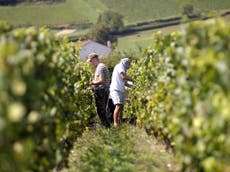 Wine shortage sees makers warn of a coming Burgundy ‘apocalypse’