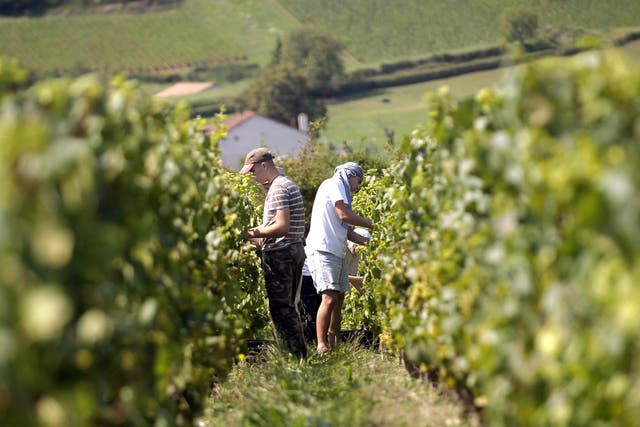 Poor weather has had a dramatic effect on the French wine crop