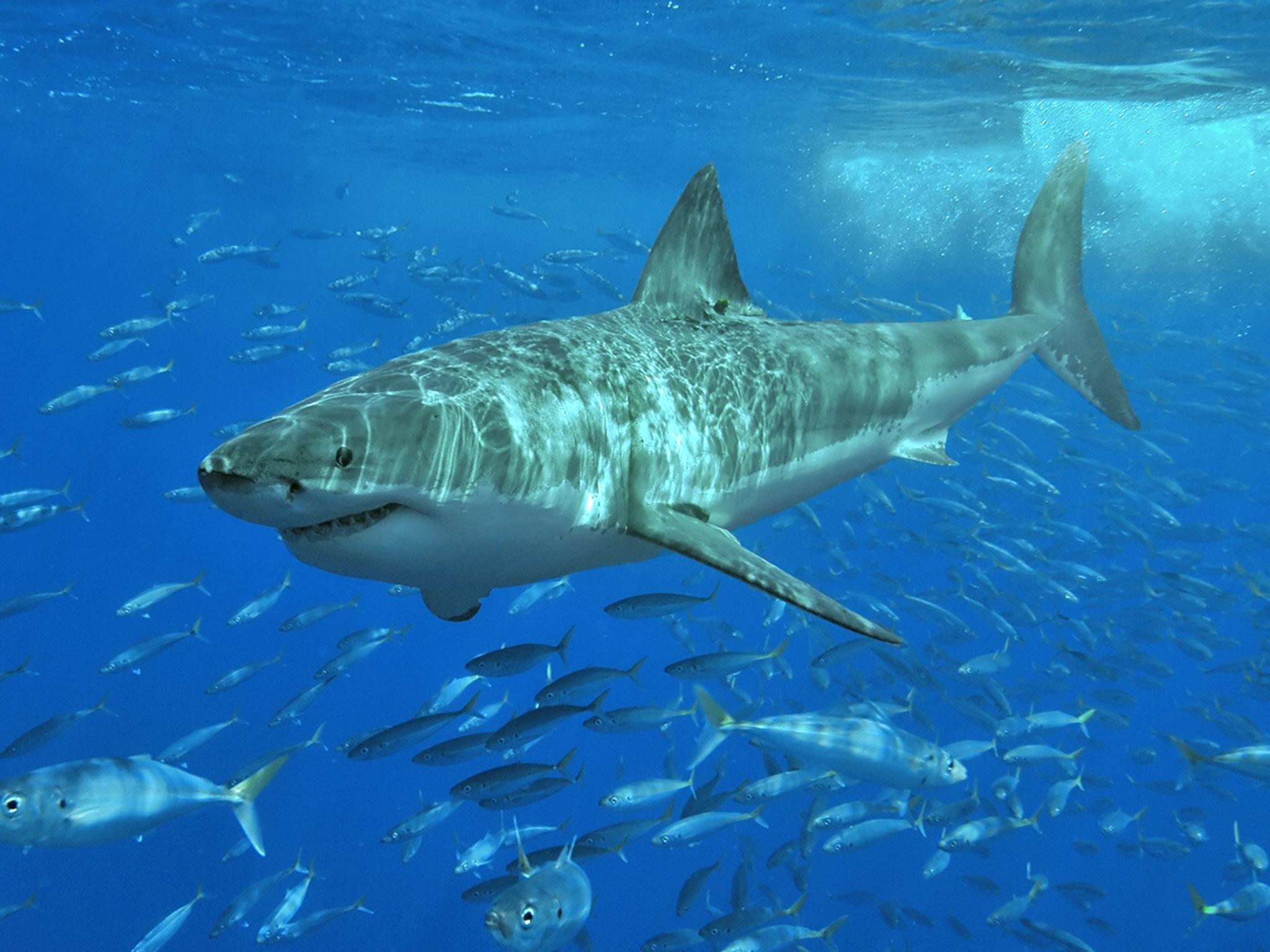 The suspected great white shark left a tooth in the man's surfboard