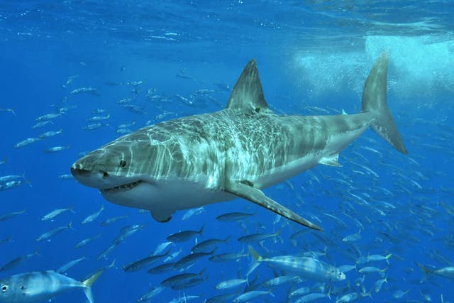 Great White Sharks are some of the most revered creatures in the ocean