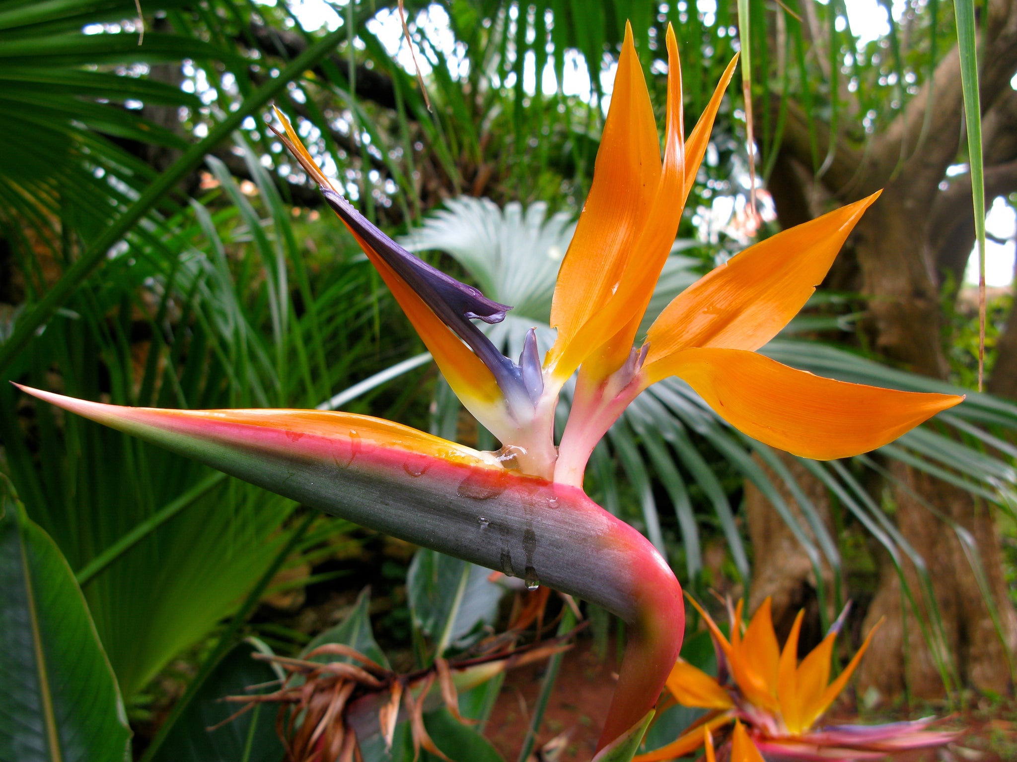 Bird of paradise flower in Bermuda