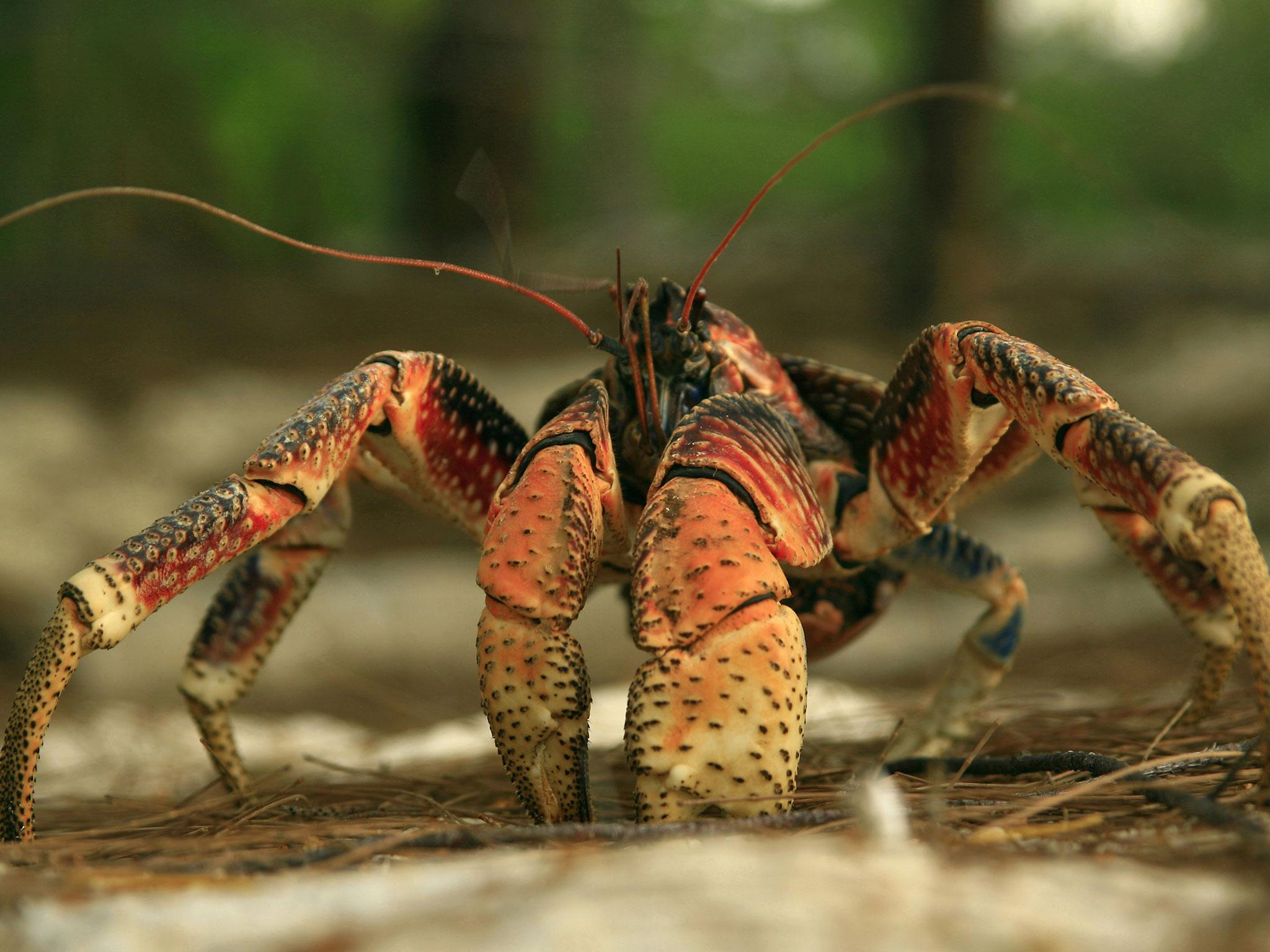 A coconut crab pictures in Aldabra, Seychelles