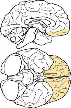 Human orbitofrontal cortex (OFC). The top image shows the OFC on a slice through the middle of the brain, while the bottom image shows the brain seen from below, revealing the OFC covering the part of the brain just over the eyeballs (Morten Kringelbach)