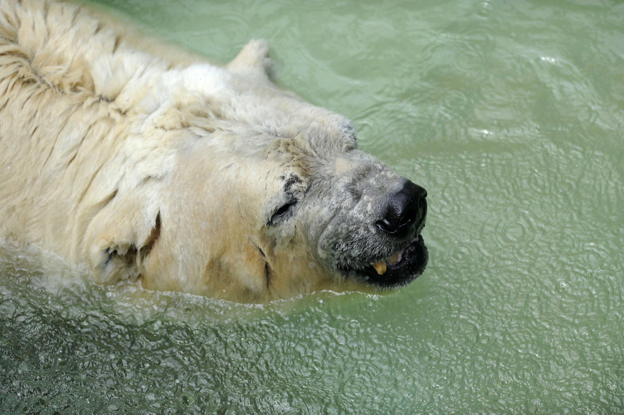 Arturo lived alone for years, and spent all of his life in an enclosure