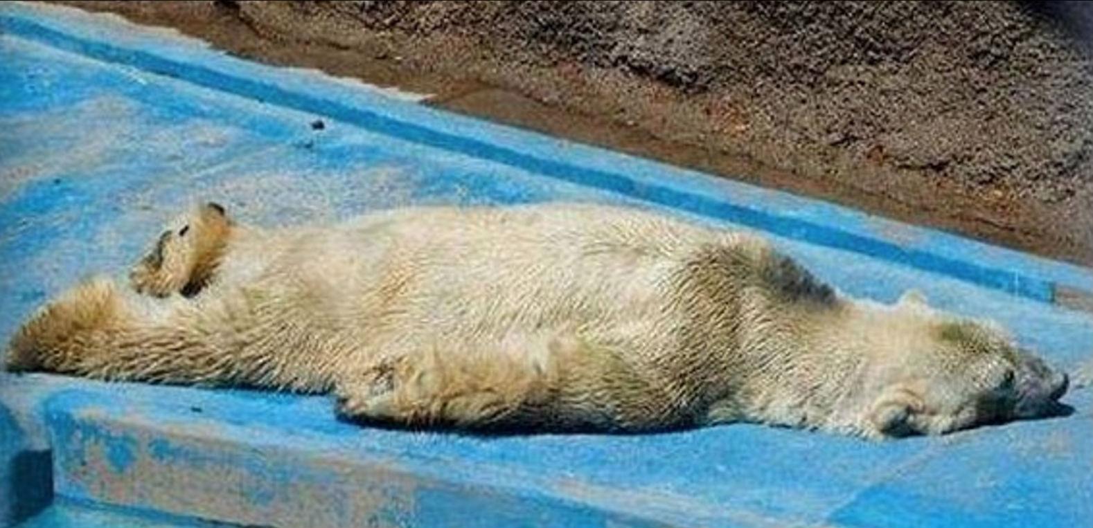 &#13;
Arturo stretches out in the heat&#13;