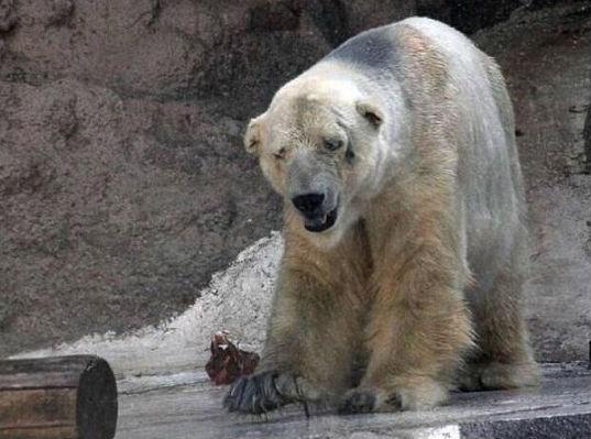 The death of a polar bear and the paradox of captivity