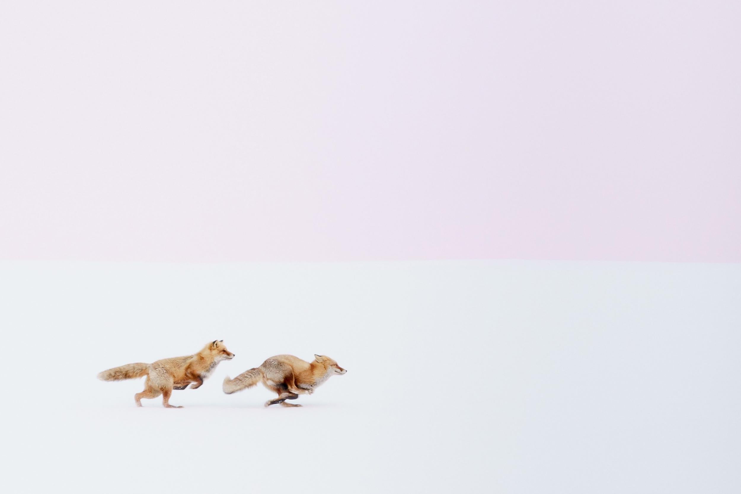 Foxes chase in the snow in Biei, Hokkaido, Japan