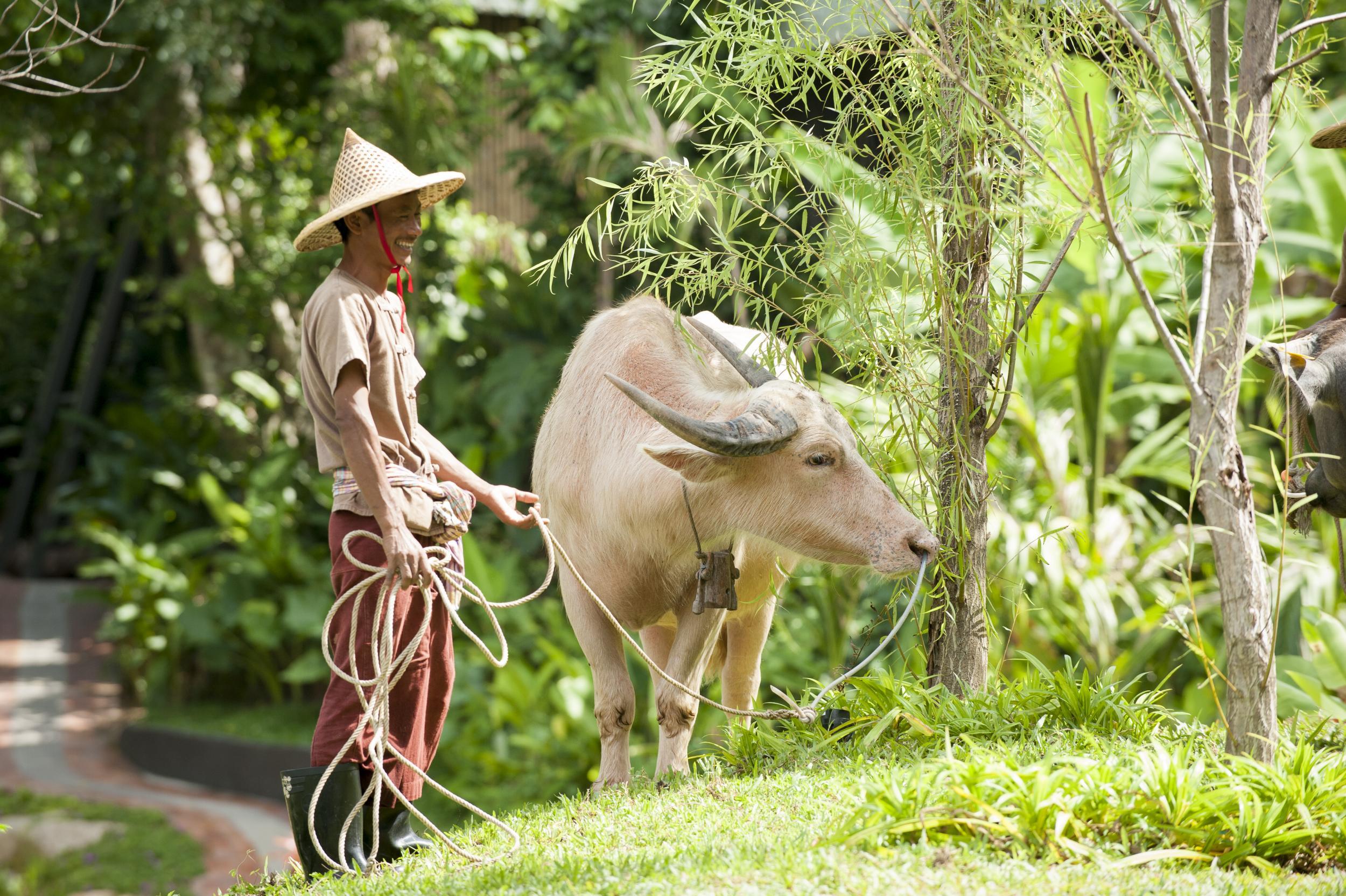 &#13;
Keemala's resident buffalo&#13;