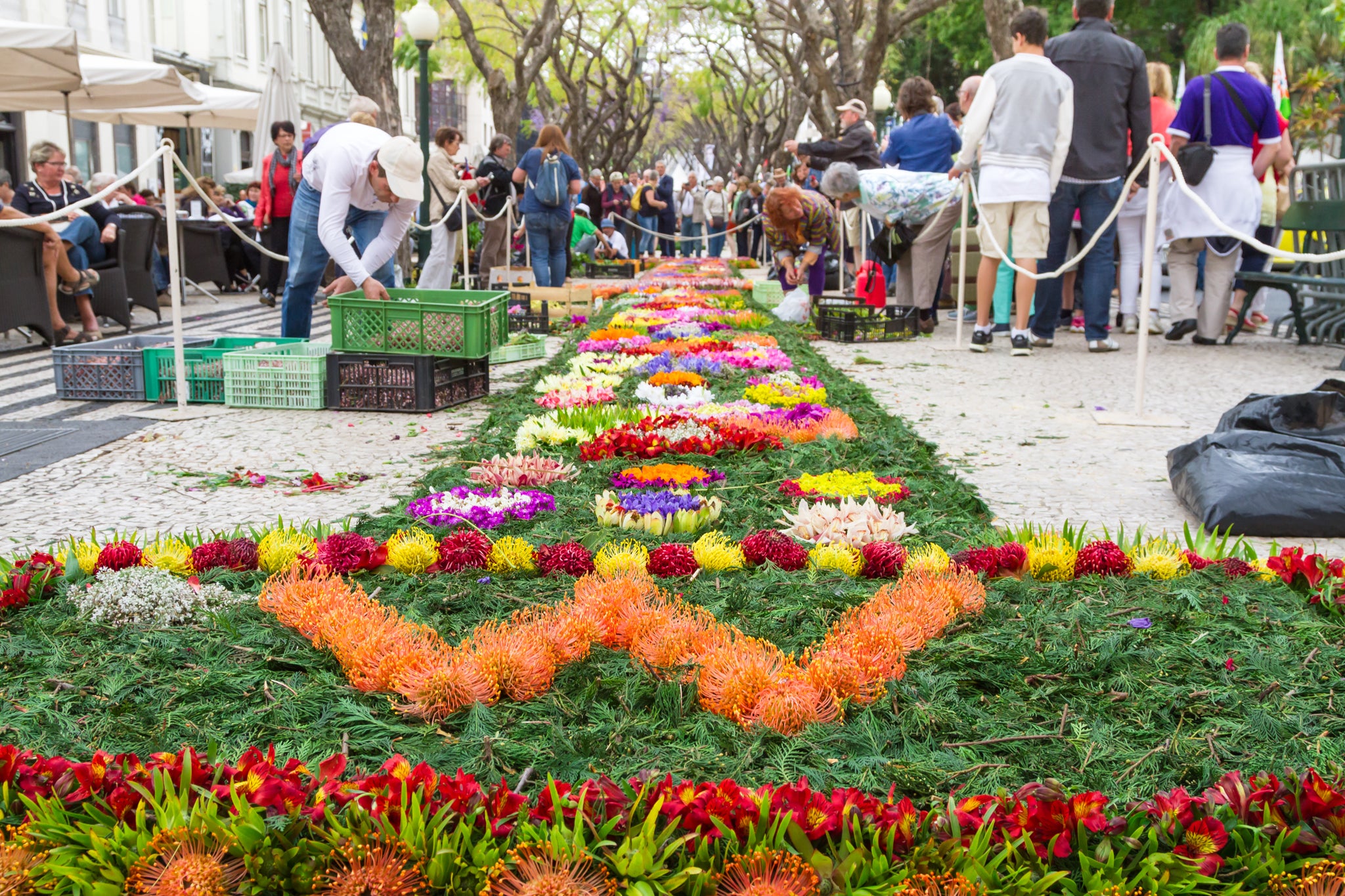 Floral carpets are laid for Festa da Flor