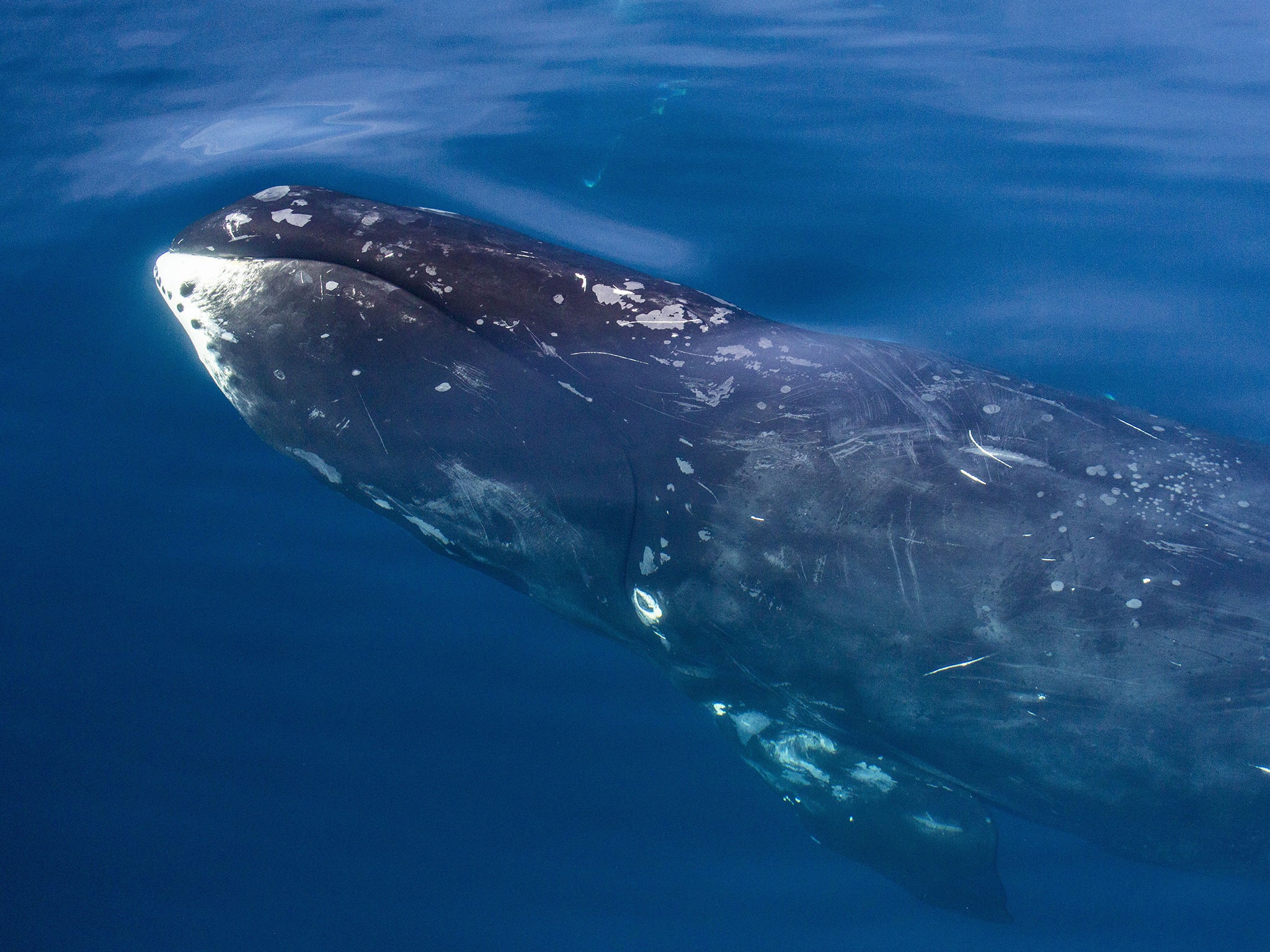 Bowhead whale in Isabella Bay, Canada. Native communities are allowed to capture 67 of them each year