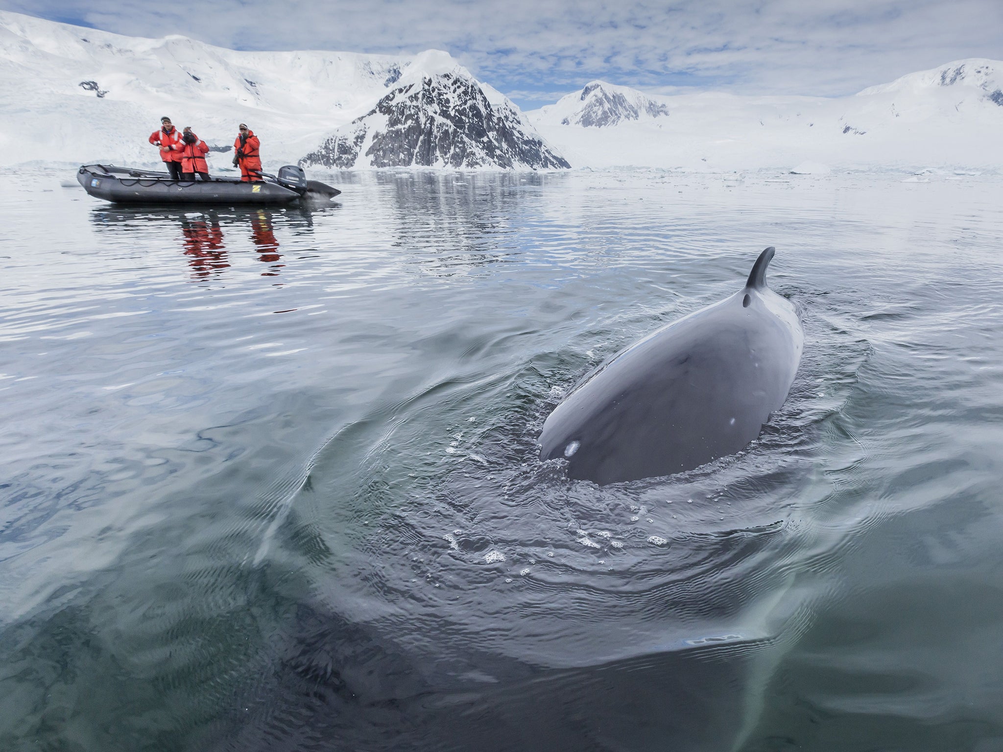 A curious Antarctic minke whale in Neko Harbor, Antarctica