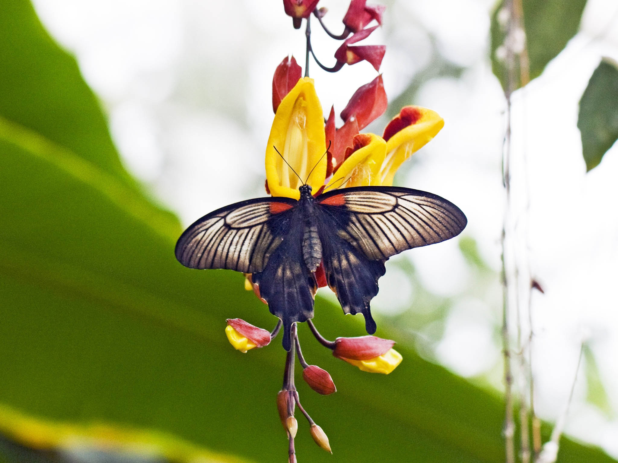 Asian Swallowtail butterfly (Papilio lowi)