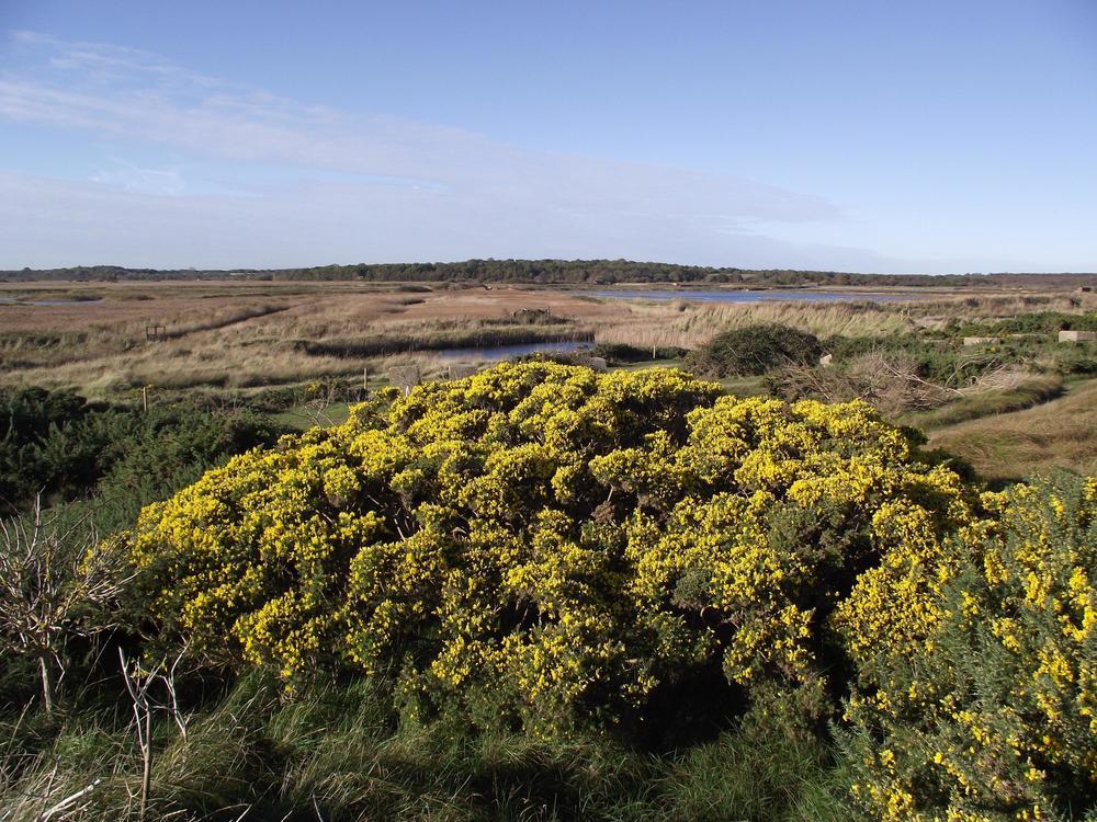 The RSPB nature reserve in Minsmere is an unusual and popular mix of woods, heath and marshland