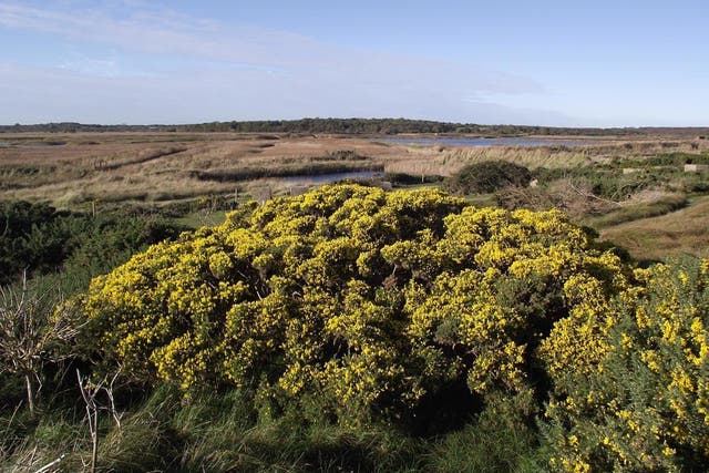 The RSPB nature reserve in Minsmere is an unusual and popular mix of woods, heath and marshland