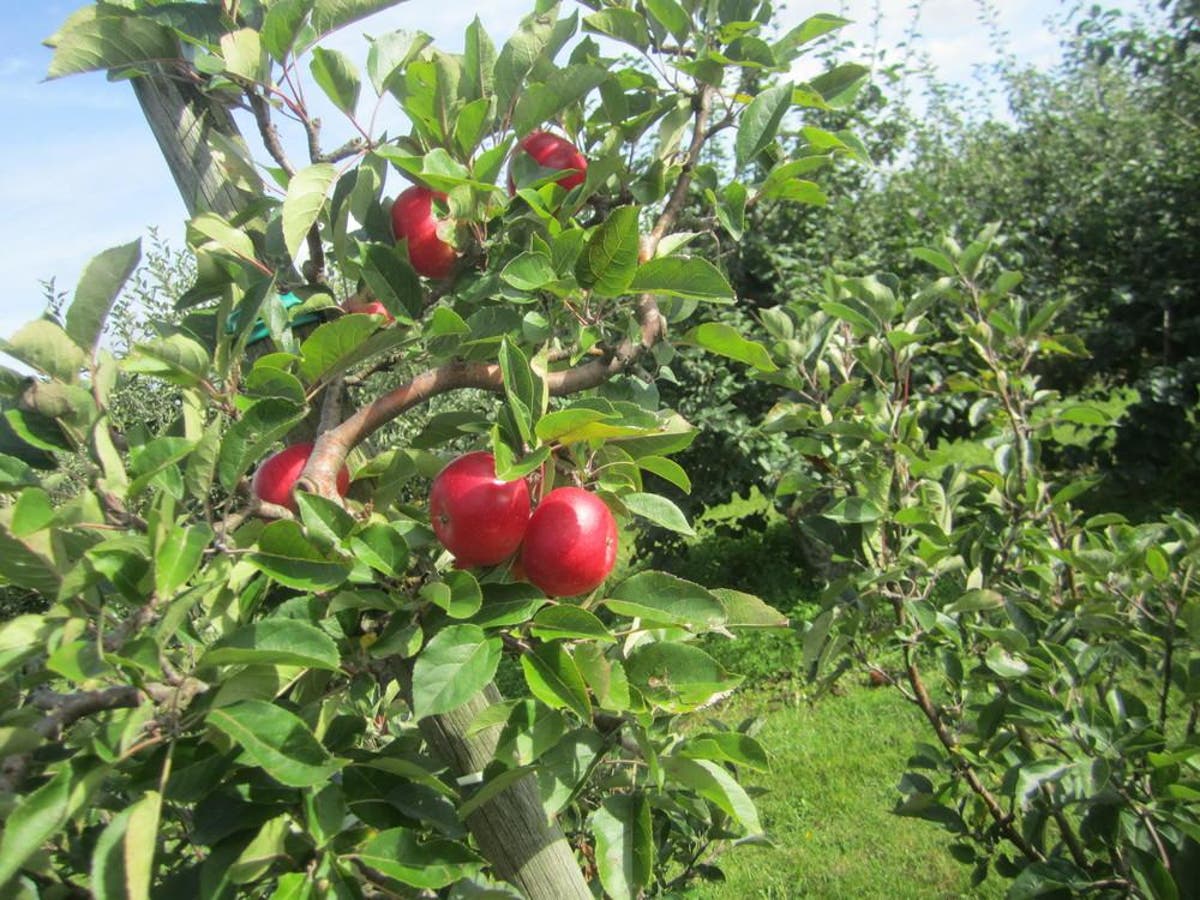 Cool Place of the Day: Brogdale National Fruit Collection, Kent