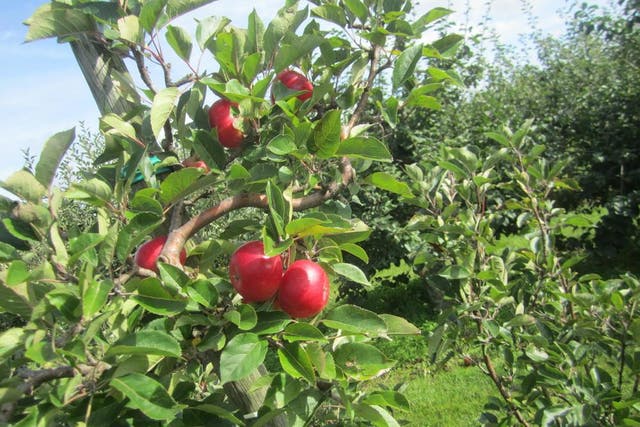 Brogdale Farm is a fruit lovers' paradise, with a cherry fair this Sunday 