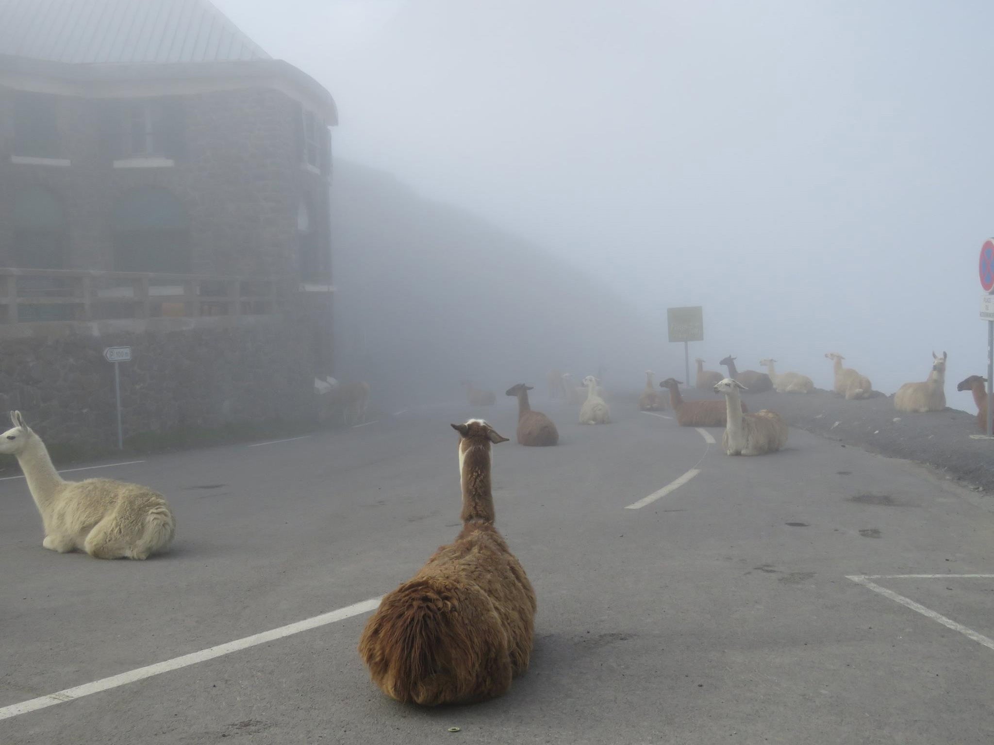 The herd of llamas sat on the road to keep warm in foggy conditions