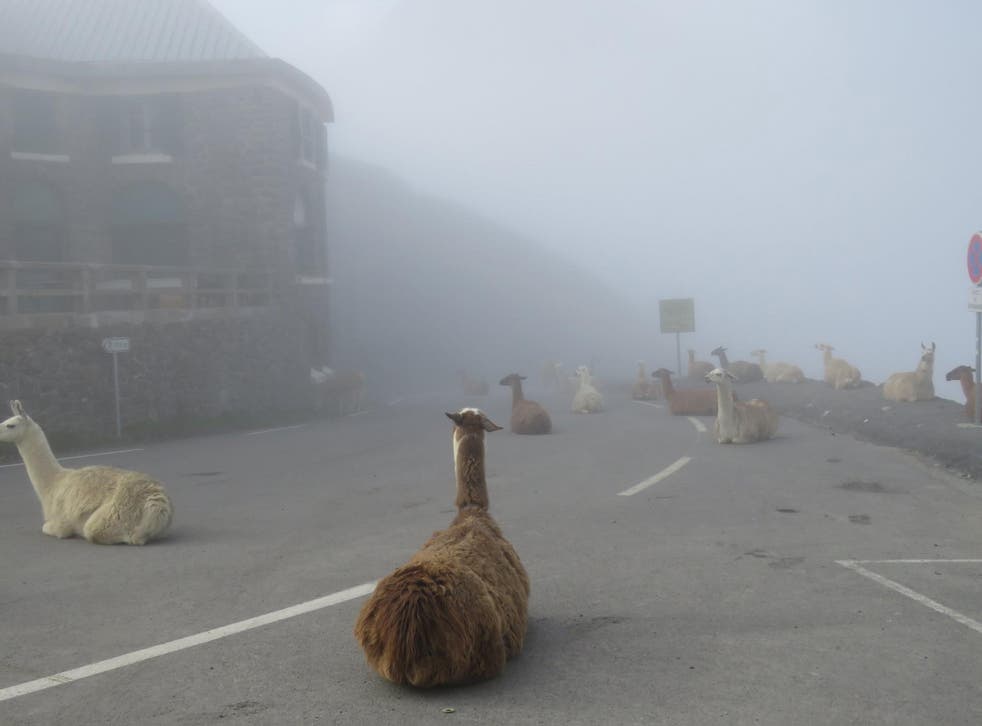 The herd of llamas sat on the road to keep warm in foggy conditions